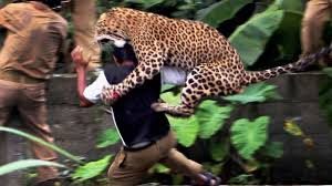 leopard