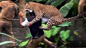 leopard