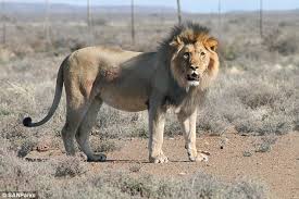 lions