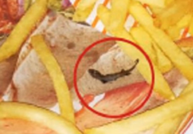 lizard food