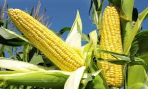 maize