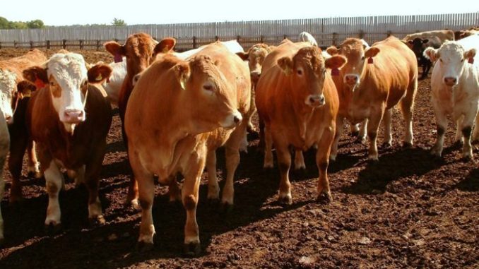mugabe cattle