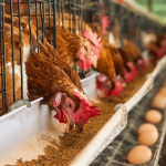 poultry