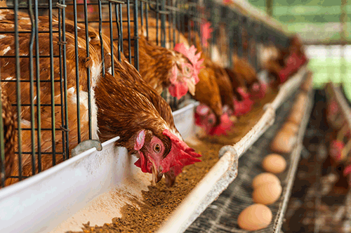 poultry