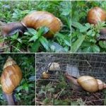 snail farming
