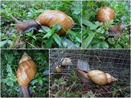 snail farming