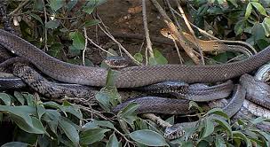 snake