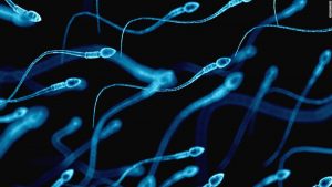 sperm