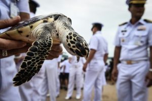that tortoise