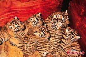 tiger