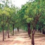 trees