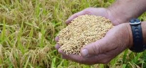 rice