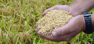 rice