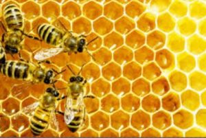 bee-420×282