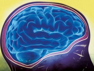 brain