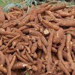cassava