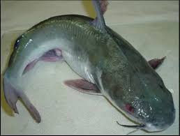 catfish