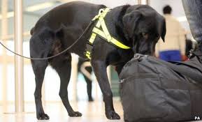 dogsa
