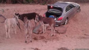 donkey