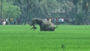 FILES-INDIA-ANIMAL-FORESTS