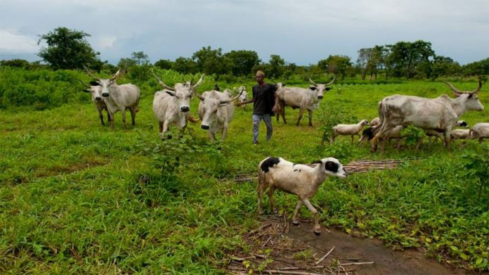 fulani-herdsmen-696×391