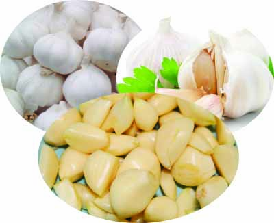 garlic