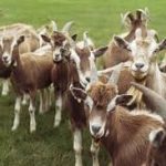 goats