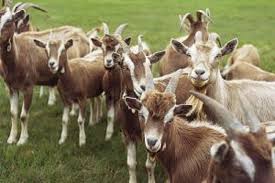 goats