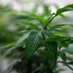 hemp