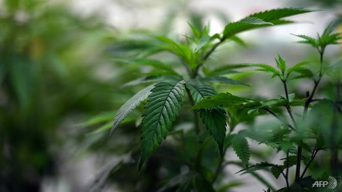 hemp