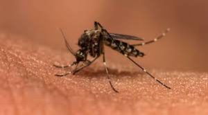 malaria
