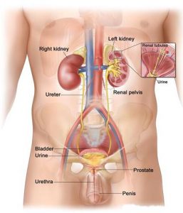 male-urinary-tract_renal2