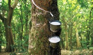 rubber-tree