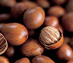 shea-nut-250×250