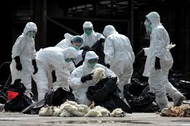 Avian Influenza