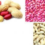 GROUNDNUT