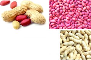 GROUNDNUT