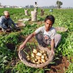 Harvesting-Potatoes