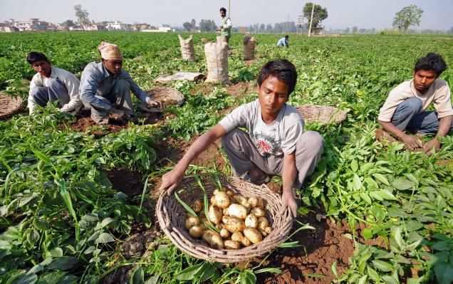 Harvesting-Potatoes