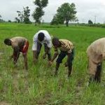 farmers