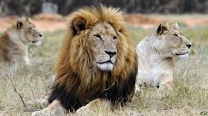 lion