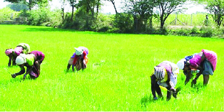 ricefarming