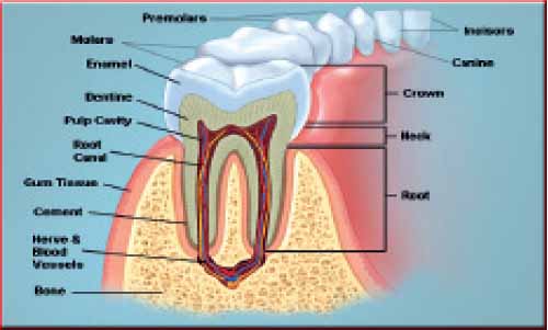 teeth