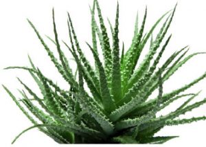 ALOE