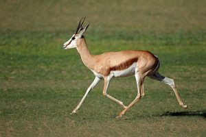 ANTELOPE