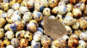 quail