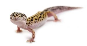 bigstock-Leopard-gecko-in-front-of-a-wh-119625026-770×405