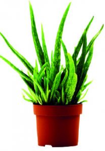 aloe