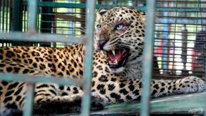 leopard