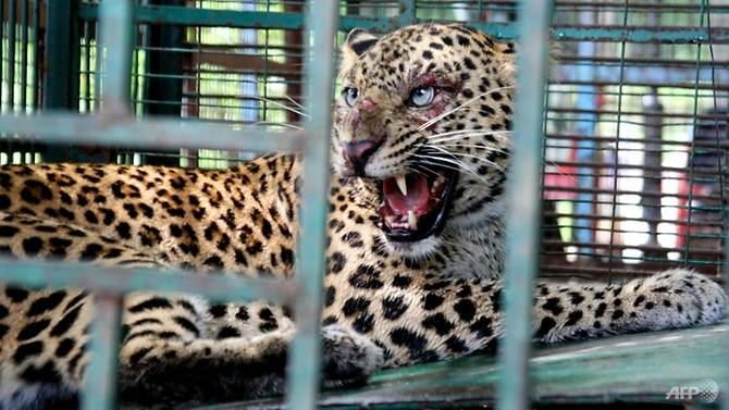 leopard